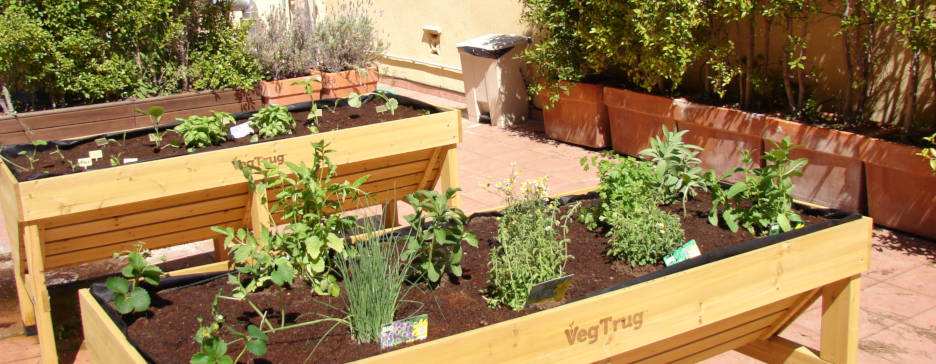Community vegetable gardens