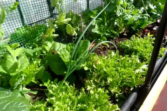 Ensalada ecológica de la terraza