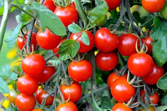 Racimo de tomates cherry maduros en la planta