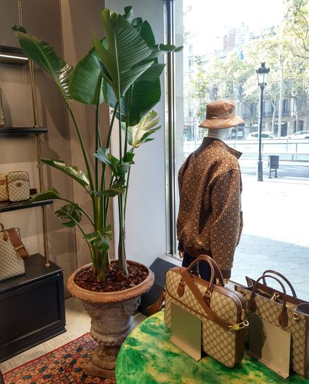 Au del paradís al costat de l’aparador d’una botiga Gucci