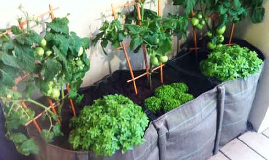 Huerto en un balcón con sacos de cultivo, tomateras y lechugas
