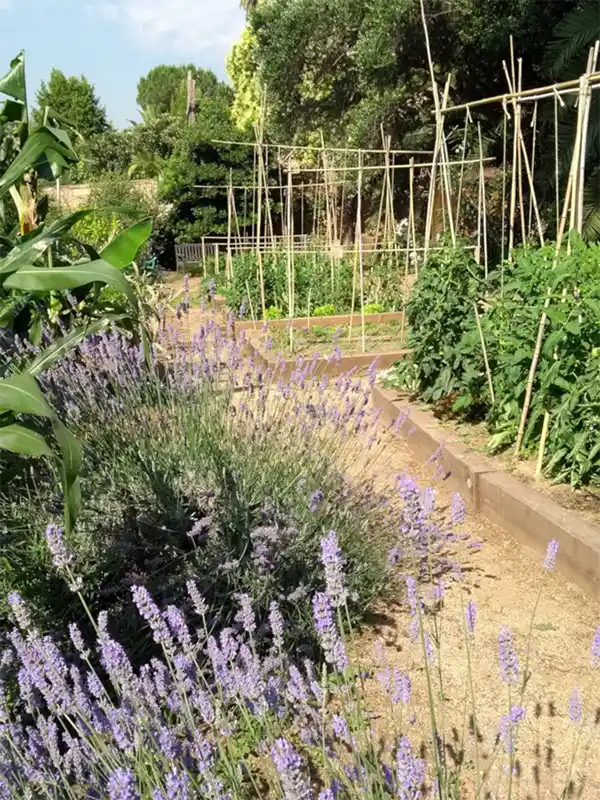 Huerto con lavanda en flor y cañas para tomateras