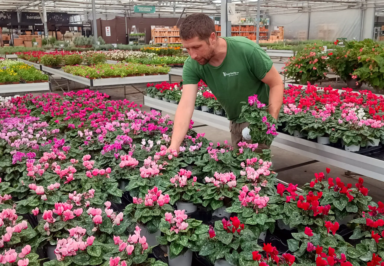 Chris escogiendo ciclámenes en un vivero para un proyecto de jardinería