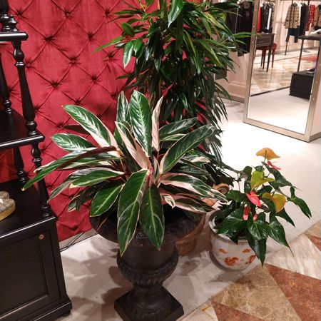 Composició de plantes d’interior en una botiga Gucci