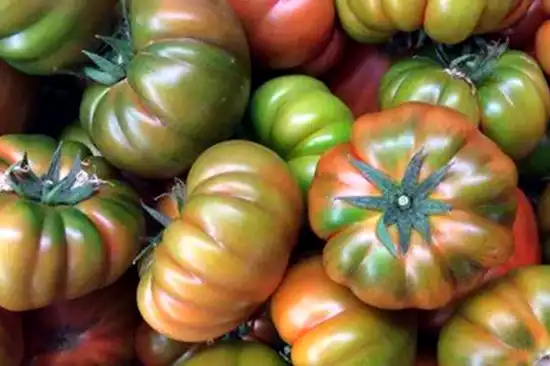 Tomates Montserrat recién cosechados del huerto