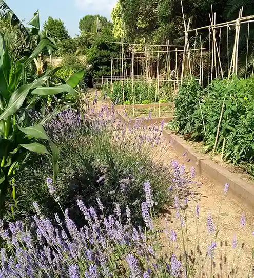 Huerto en casa con lavanda, maíz y cañas para tomateras en Sant Cugat