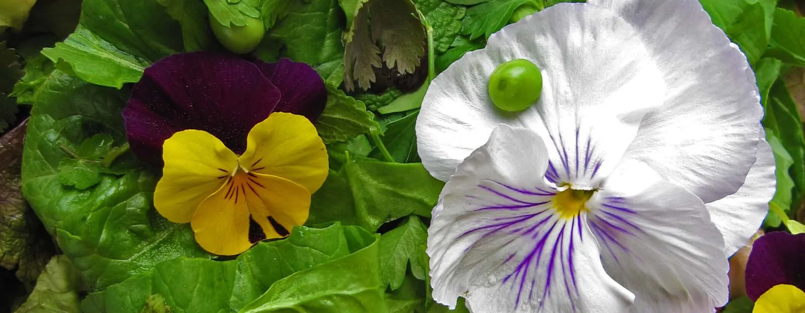 Pensamientos amarillos y blancos entre hojas de lechuga en un huerto