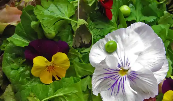 Pensamientos amarillos y blancos entre hojas de lechuga