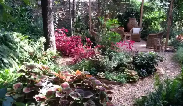 Jardín de sombra con coleos, helechos y butacas de mimbre
