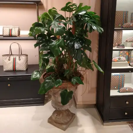 Monstera en un test clàssic dins d’una botiga Gucci