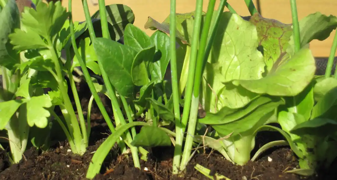 Planteles de hortalizas creciendo en el huerto
