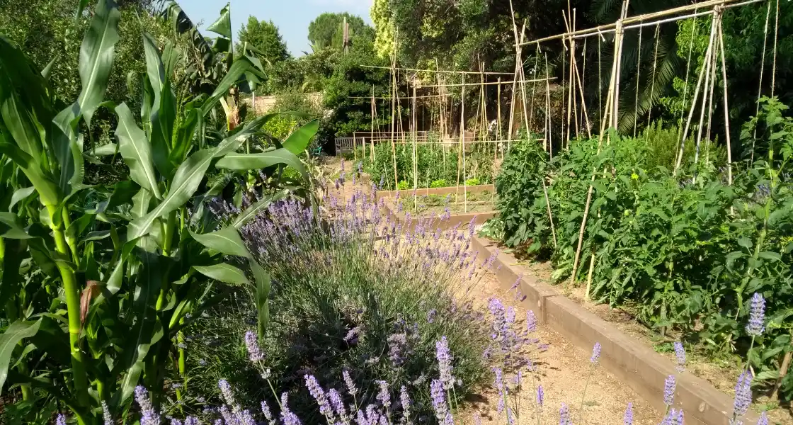 Huerto con maíz, lavanda y cañas para tomateras