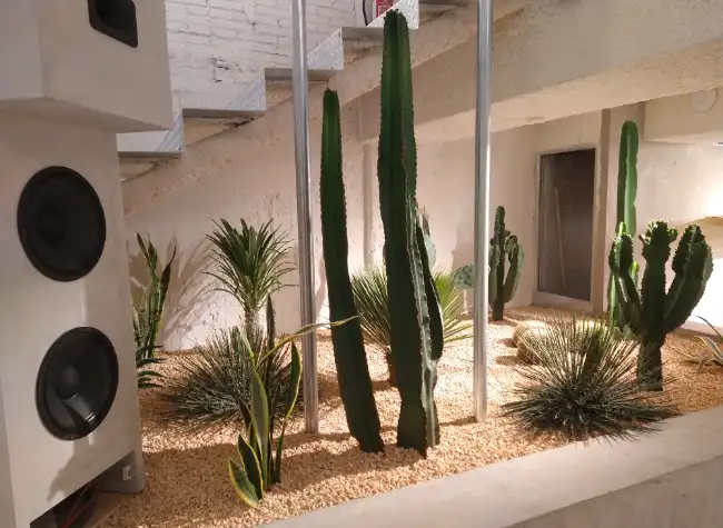 Jardí sec amb cactus i gramínies a la botiga Carhartt de Barcelona