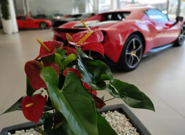 Anturi vermell en un concessionari Ferrari