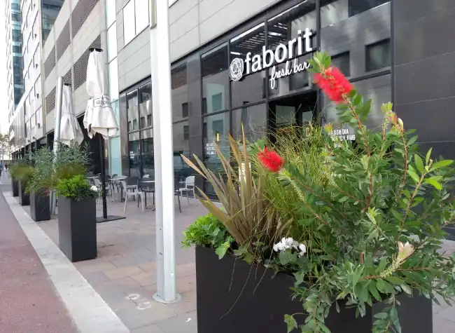 Jardineria per a cafeteries i bars, amb servei de manteniment també