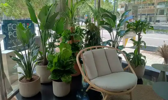 Plantas de interior y butaca en el vestíbulo del hotel Four Points by Sheraton de Barcelona