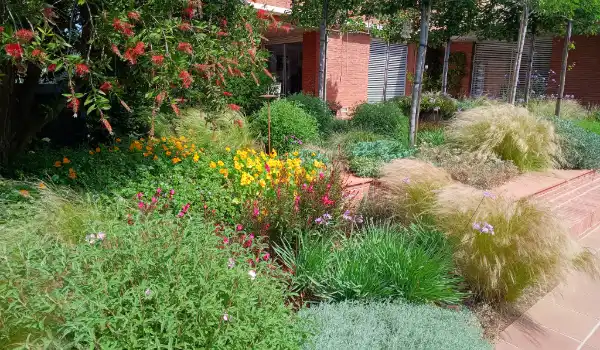 Parterre florido con gramíneas y flores amarillas en un jardín de Sant Cugat