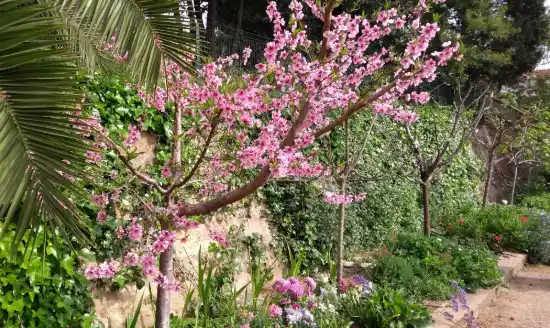 Árbol frutal en flor en un jardín