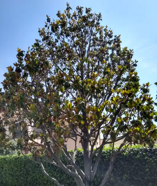 Pruned magnolia tree in a Sant Cugat garden