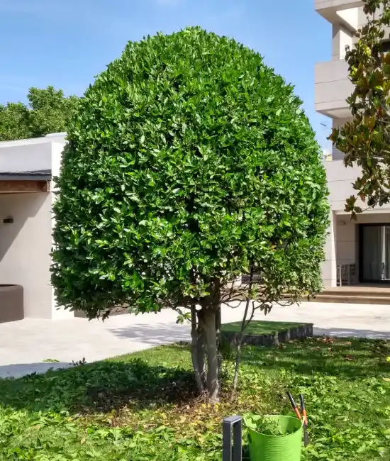 Shrub pruned into a rounded shape in a Cerdanyola garden