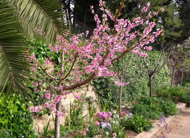 Fruit tree in blossom in a garden