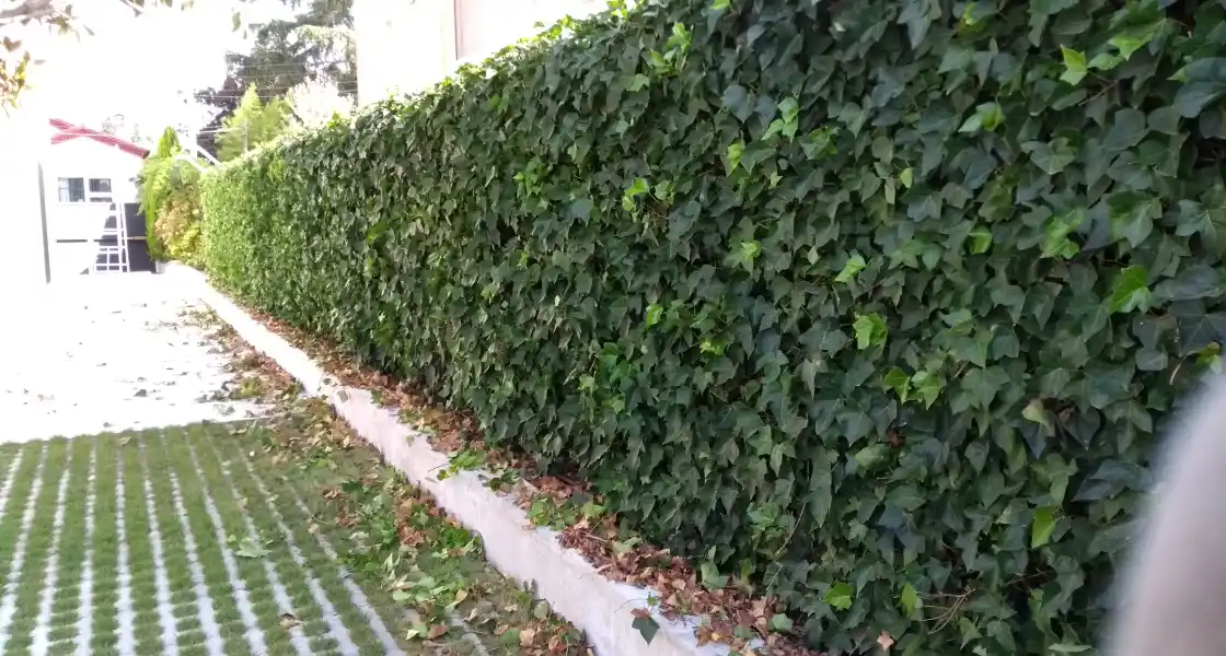 Pruned ivy wall beside a grass car park