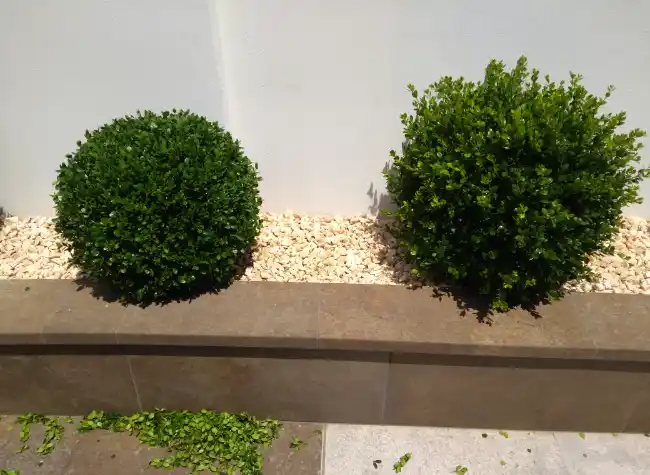 Box shrubs clipped into balls in a planter