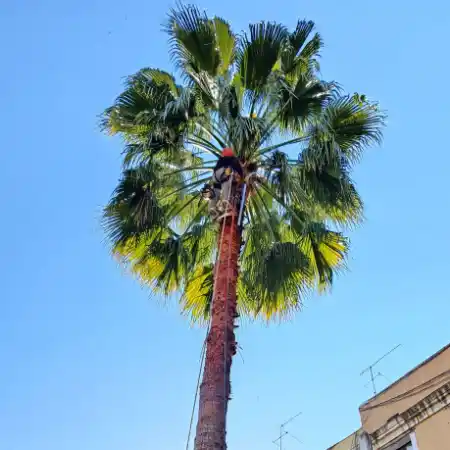 Palm tree pruning in Barcelona