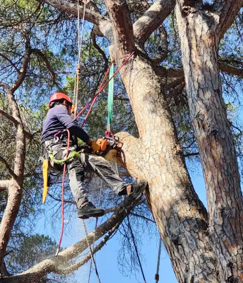 Tree surgeon climbing a pine tree with ropes and harness
