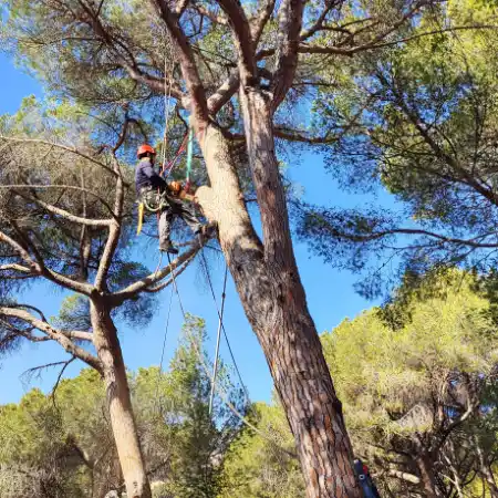 Pruning a tall pine tree using climbing techniques