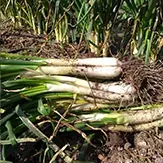 Freshly harvested leeks in an urban vegetable garden
