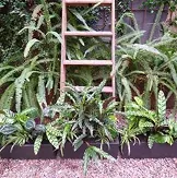 Hotel terrace planter with shade plants and a decorative ladder