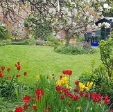Garden with lawn and red and yellow tulips in spring