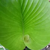 Close-up of a large green leaf of a tropical plant