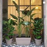 Indoor potted plants by an office window