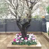 Olive tree in a wooden bed with cyclamen on a terrace